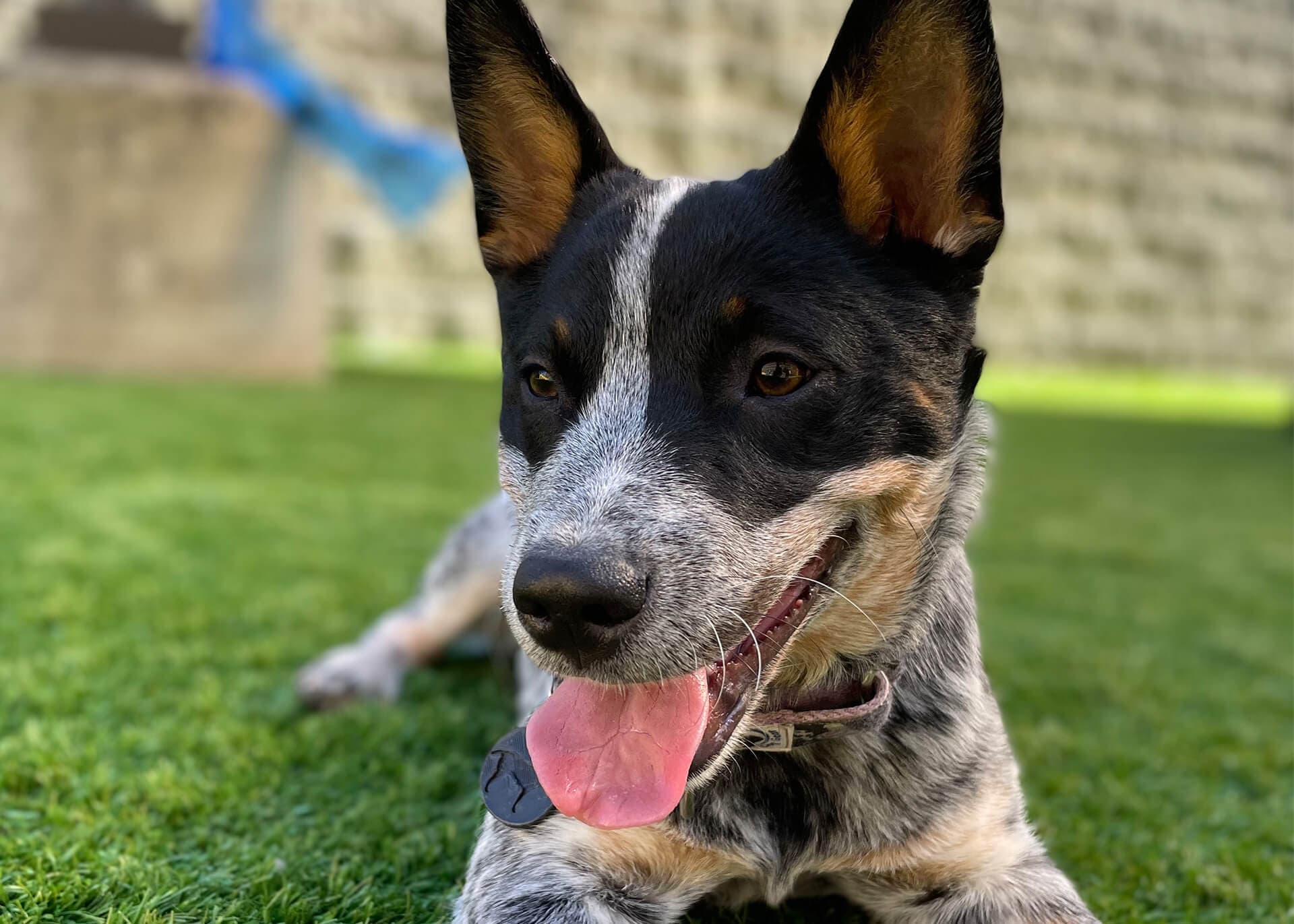 Black and white dog with black dots laying on top of grass in Playful Pack's patio