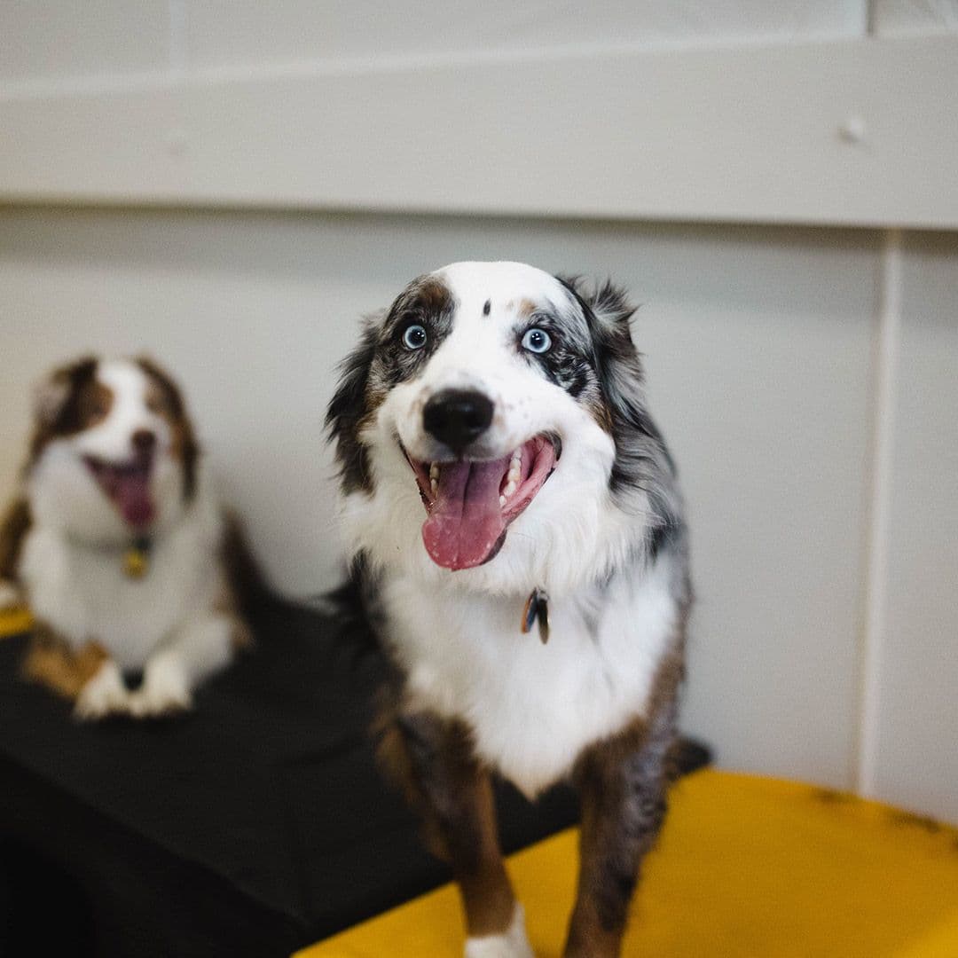 multicolored dog on top of yellow and black ramp inside Playful Pack location