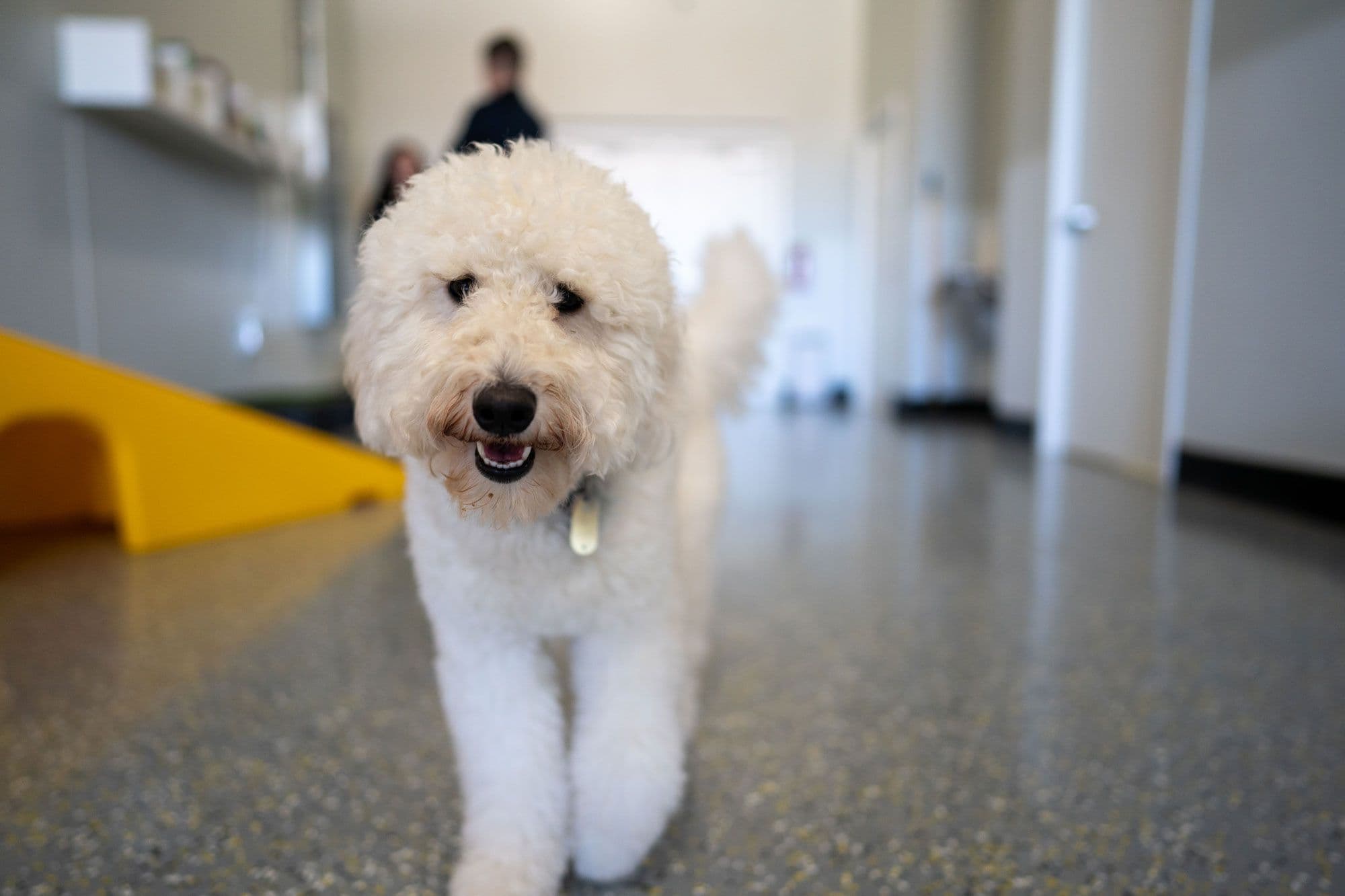 a white dog inside Playful Pack's dog daycare
