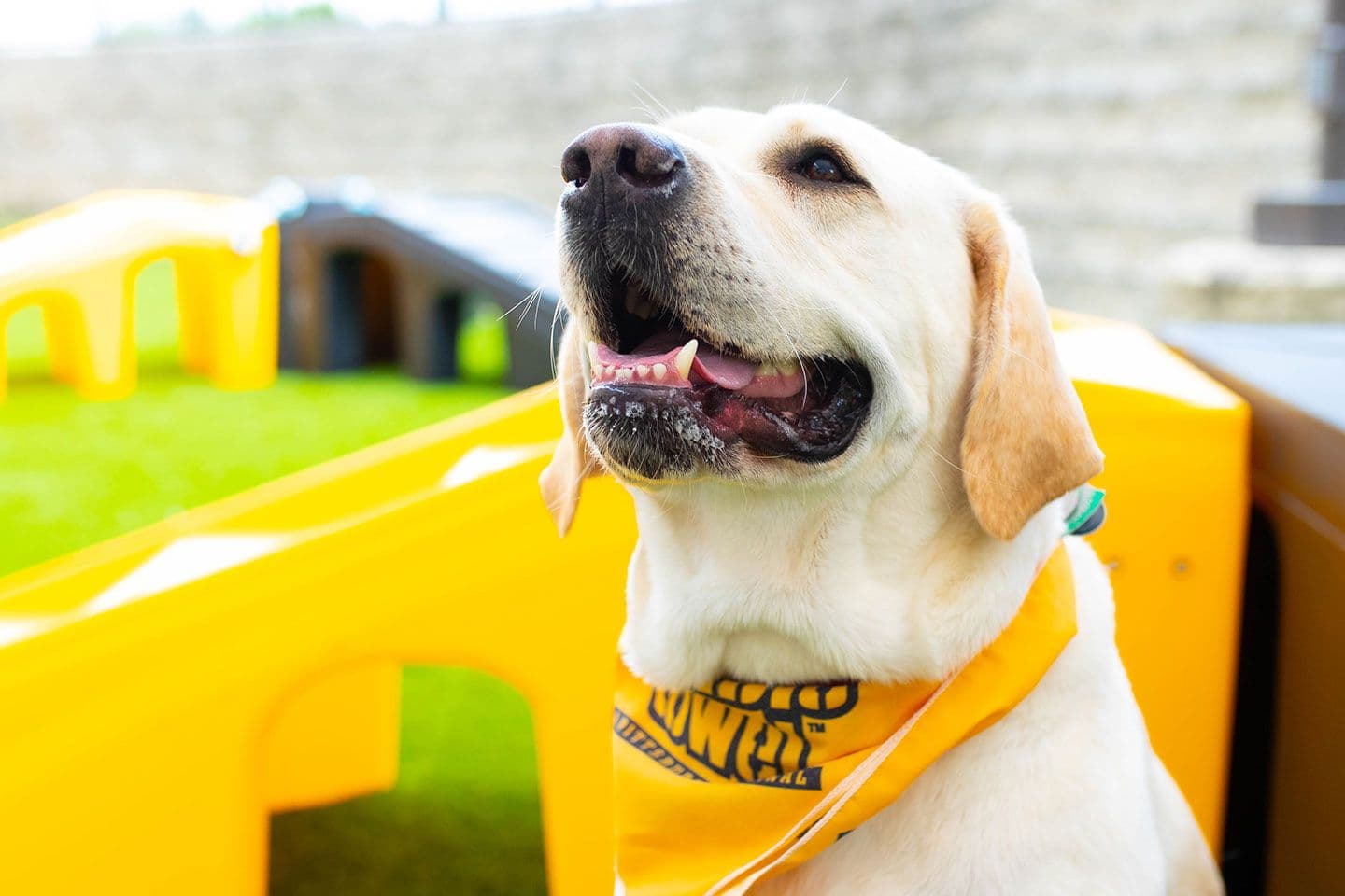 a yellow lab wearing a yellow bandana inside Playful Pack location