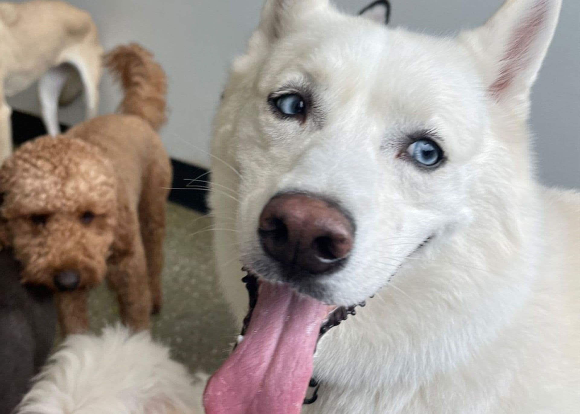 White dog with blue eyes with a brown goldendoodle behind it